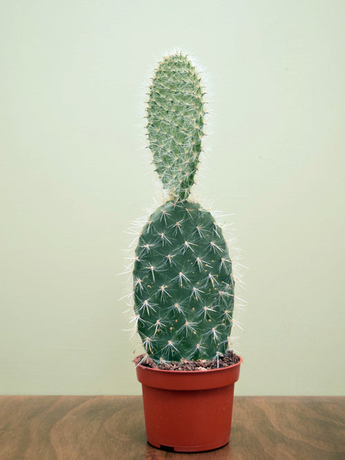 Opuntia pailana