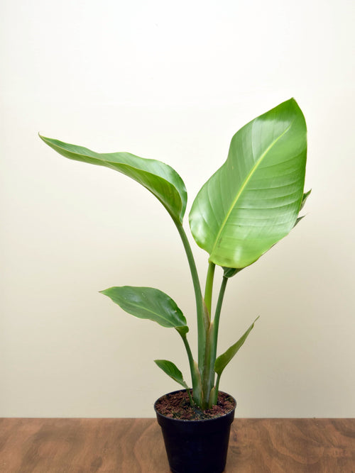 Strelitzia nicolai