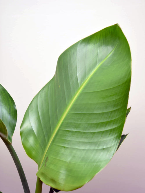 Strelitzia nicolai