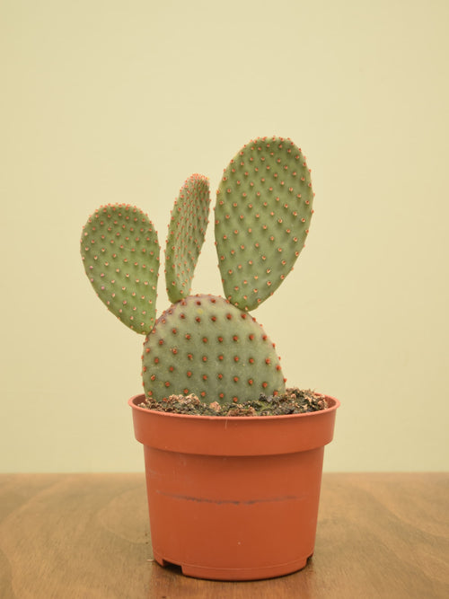 Opuntia microdasys