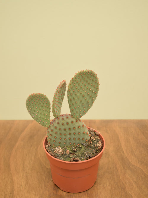 Opuntia microdasys