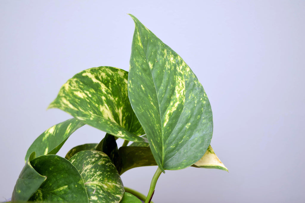 Insider Knowledge - Epipremnum aureum