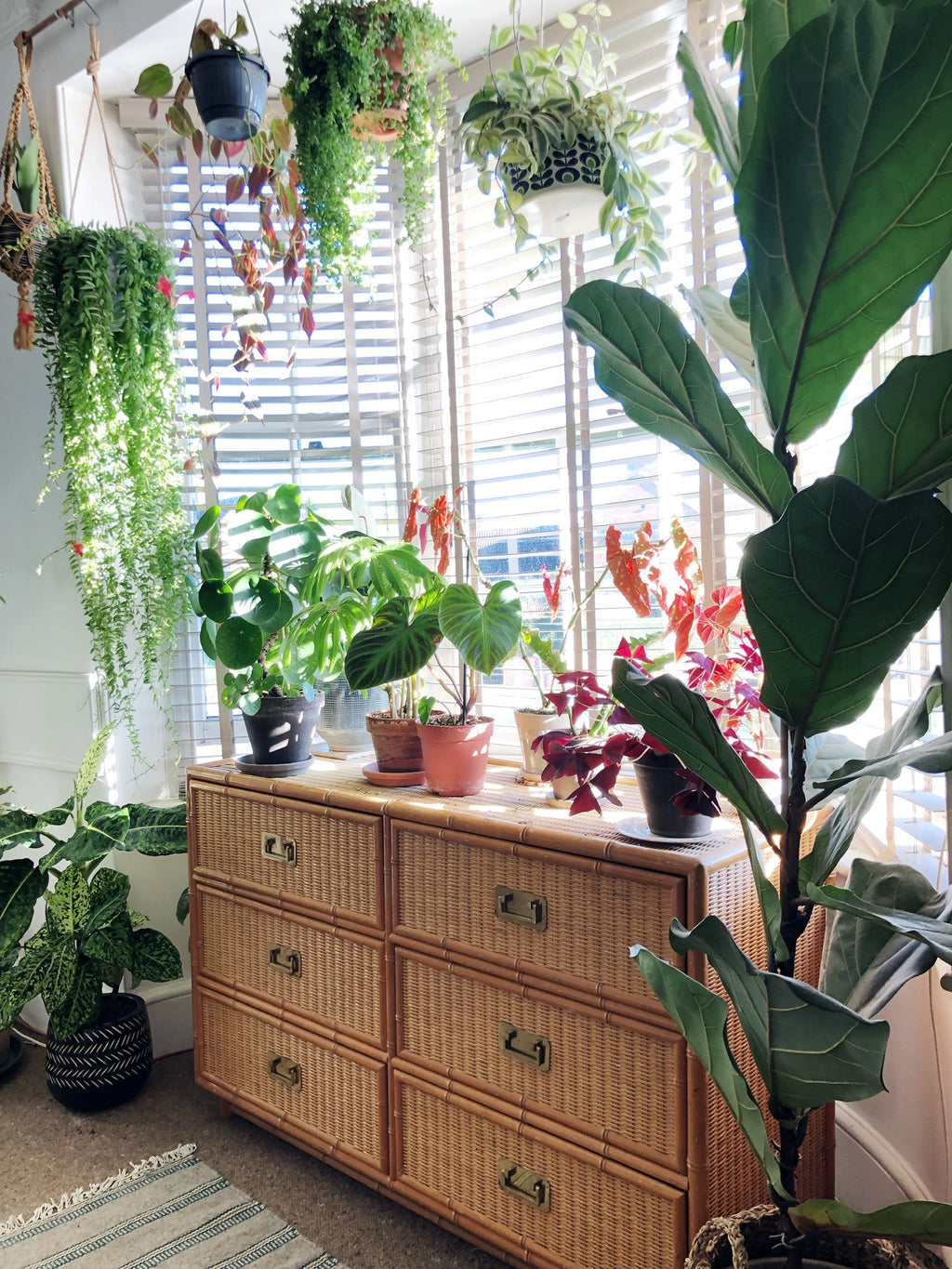 Insider Knowledge - Winter