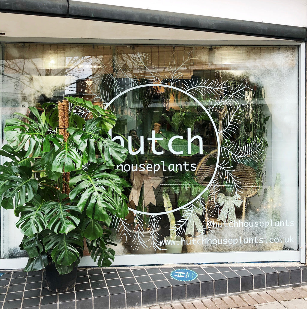 Insider Knowledge - Monstera deliciosa