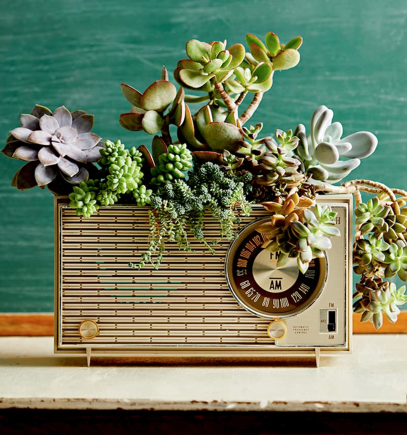 Insider Knowledge - Peperomias