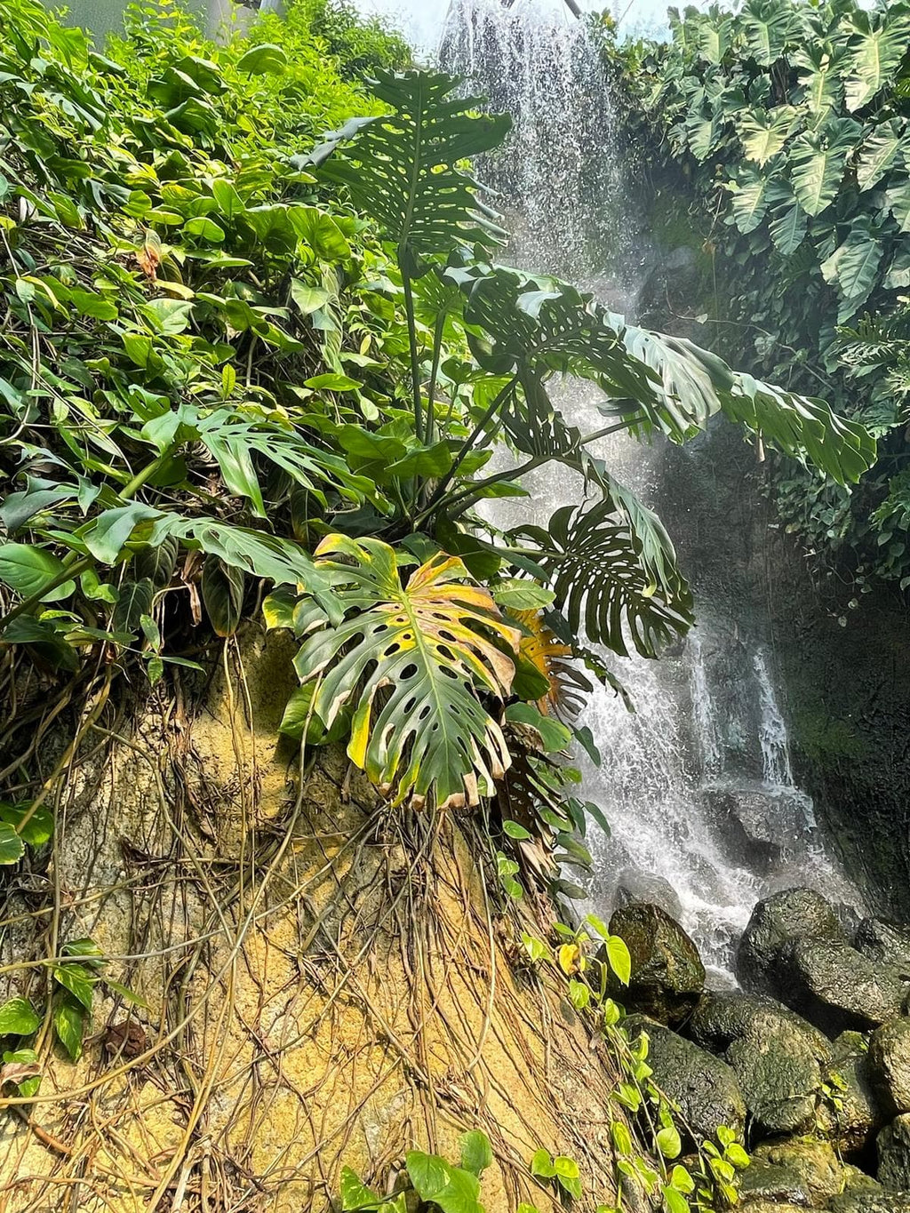 Houseplant Imperfection