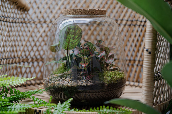 Thursday 2nd July - Terrarium Workshop @ Bill's Exeter