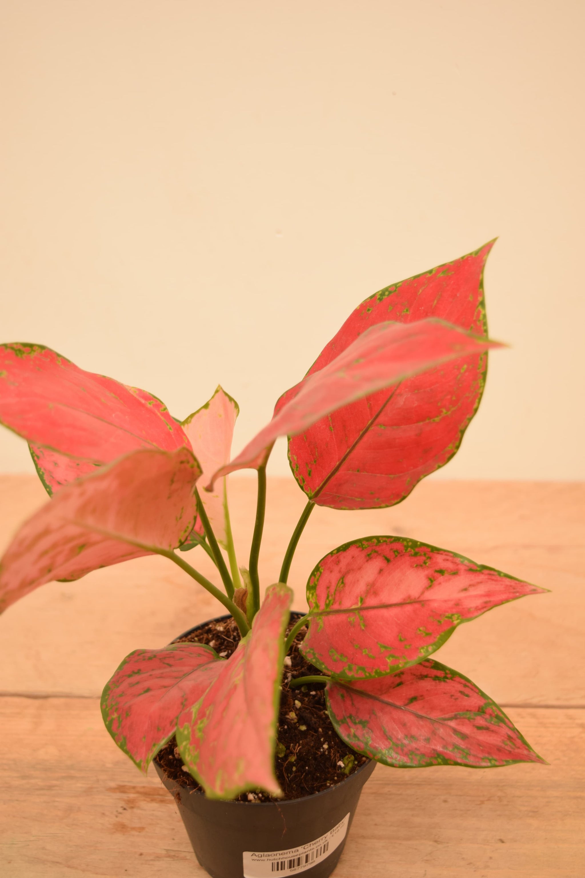 aglaonema cherry red Aglaonema 'Cherry Baby'
