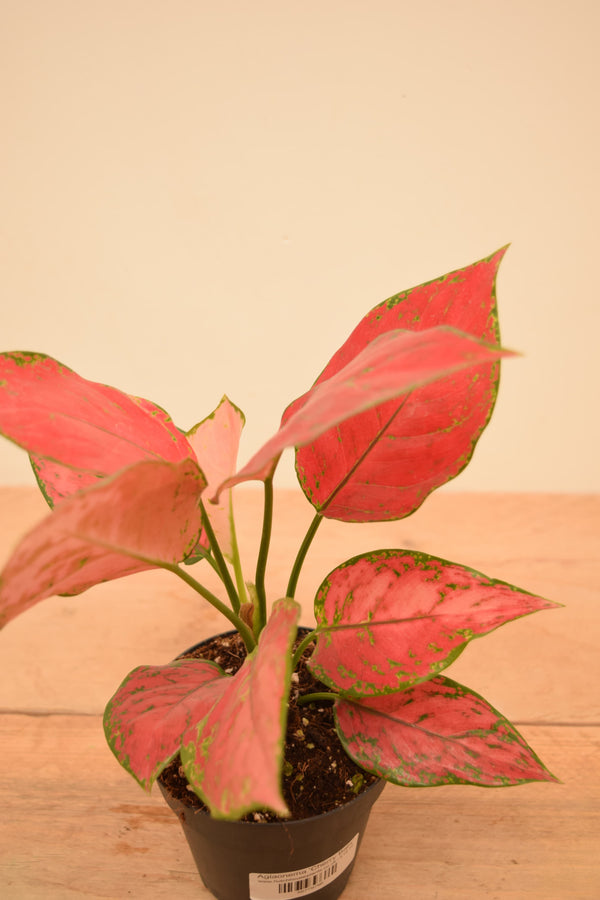aglaonema cherry pink Aglaonema 'Cherry Baby'