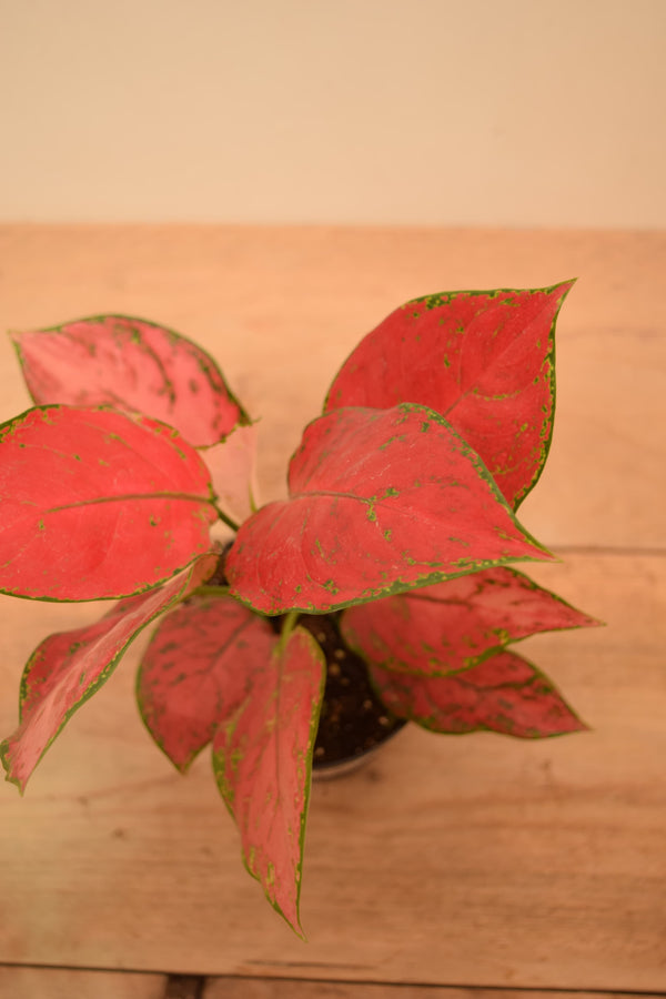 Aglaonema 'Cherry Baby'