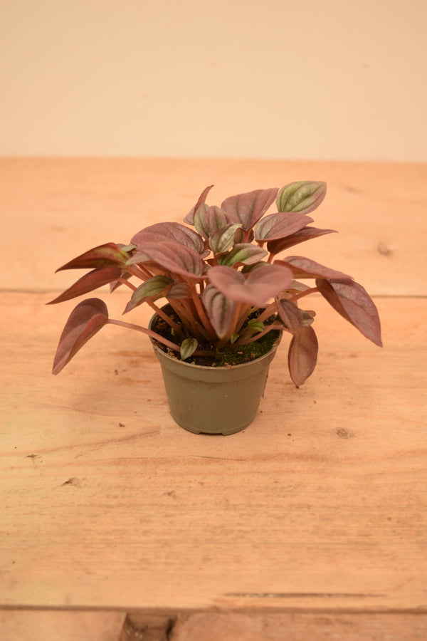 Peperomia caperata 'Cayenne'