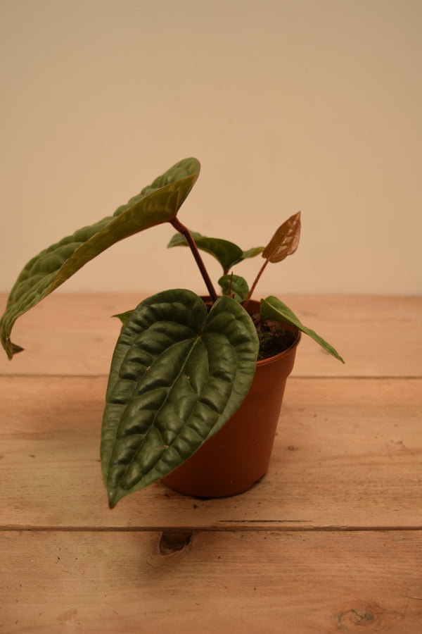 Anthurium luxurians x radicans