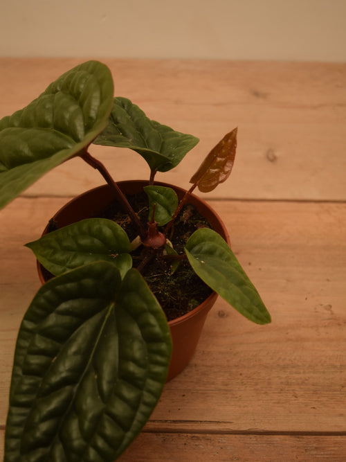 Anthurium luxurians x radicans