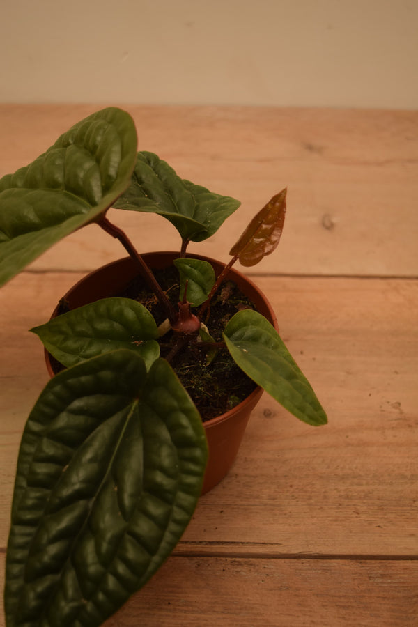 Anthurium luxurians x radicans