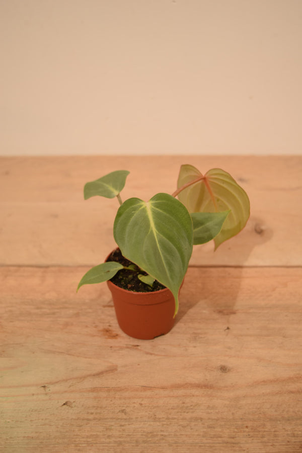 Philodendron gloriosum