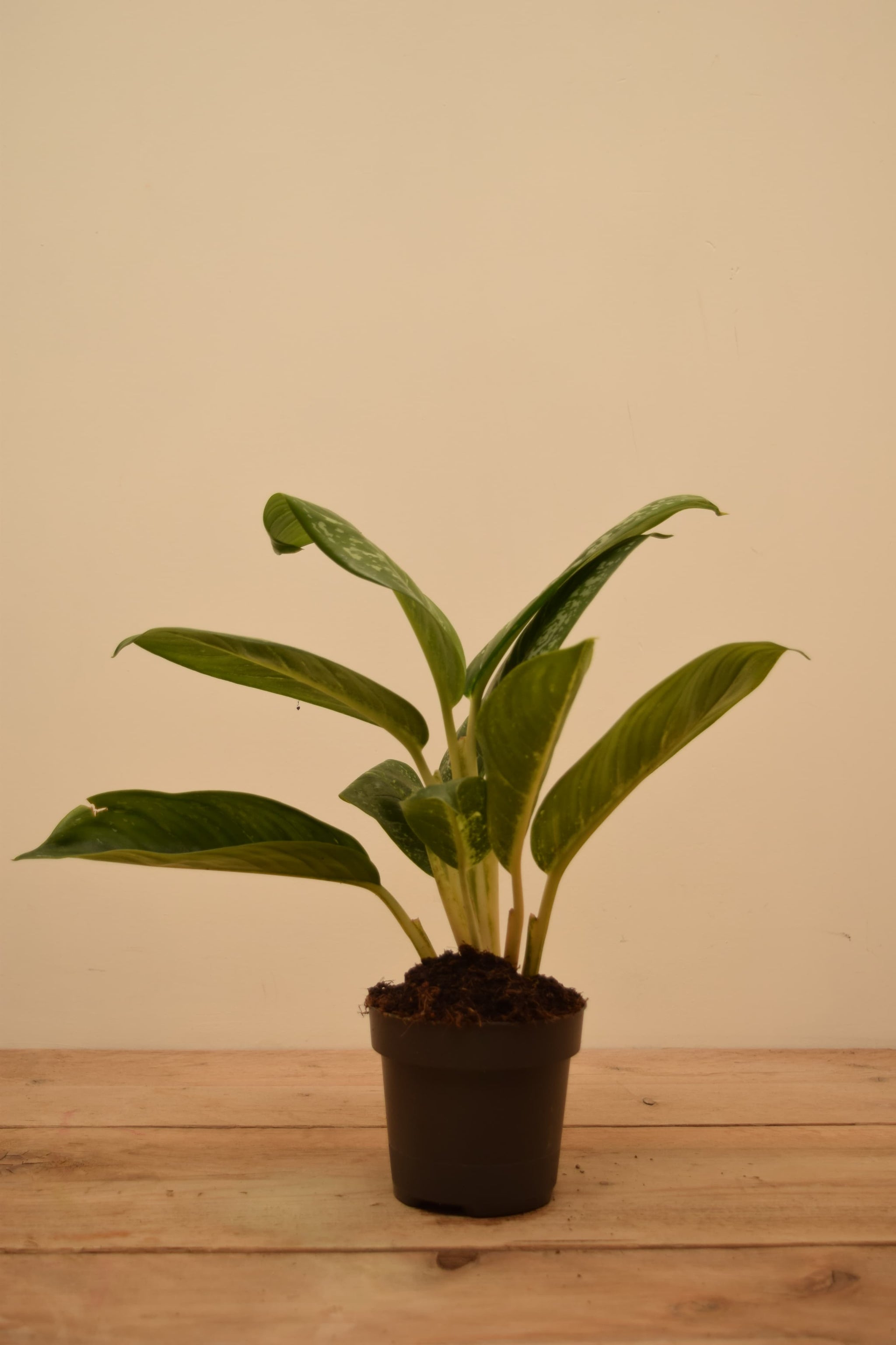 Aglaonema 'Onyx Green'