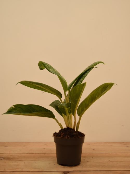 Aglaonema 'Onyx Green'