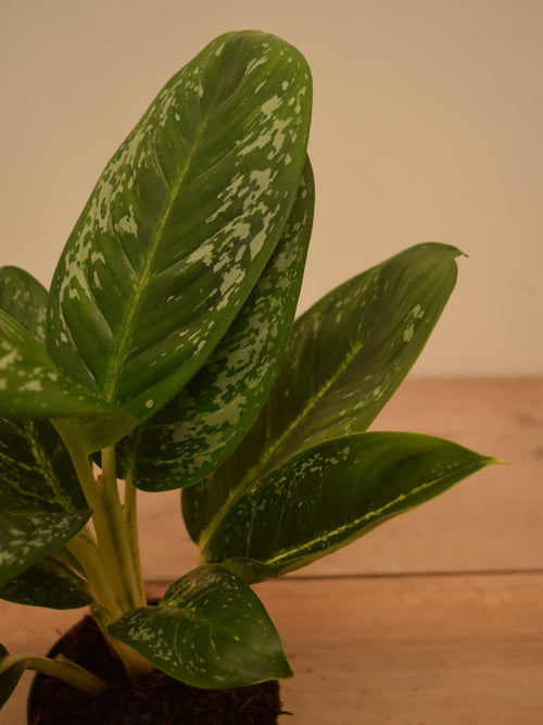 Aglaonema 'Onyx Green'