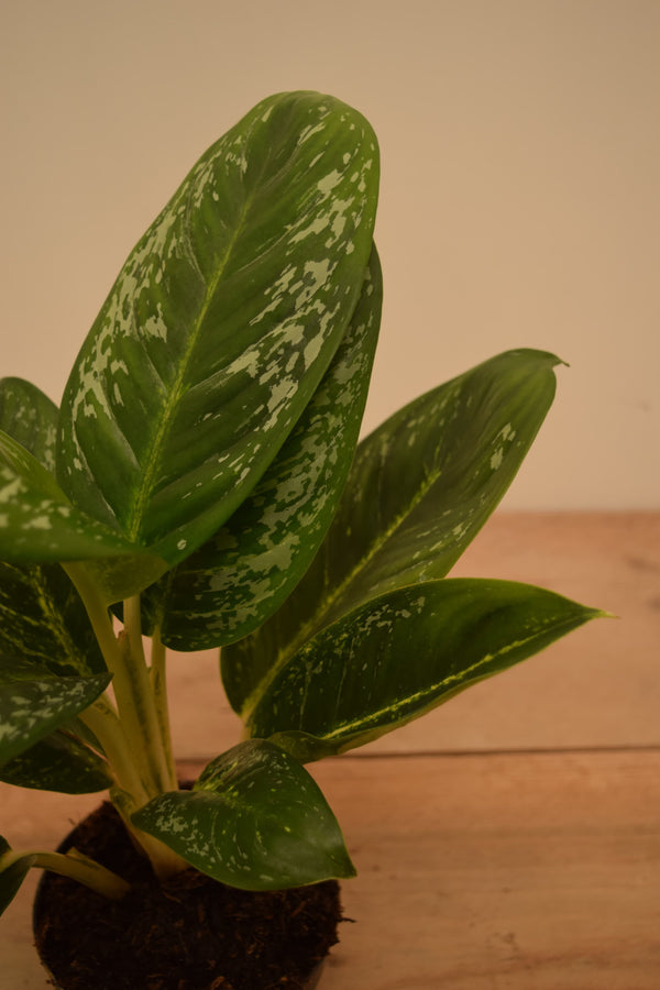 Aglaonema 'Onyx Green'