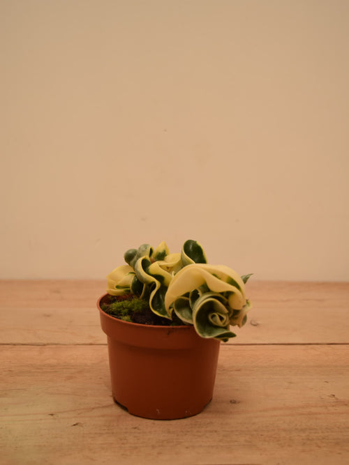 Hoya carnosa 'Compacta Variegata'