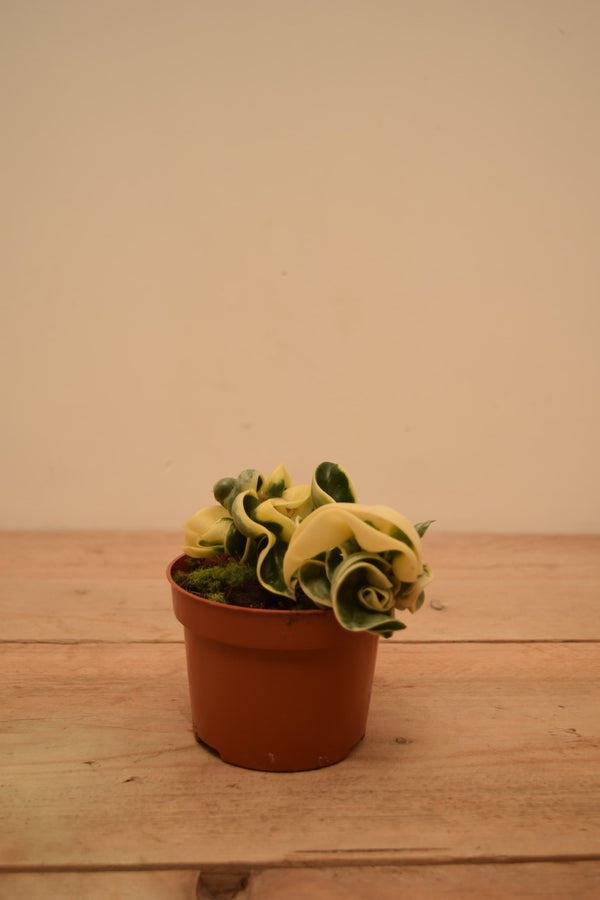 Hoya carnosa 'Compacta Variegata'