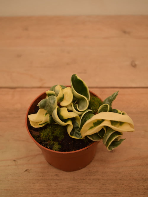 Hoya carnosa 'Compacta Variegata'