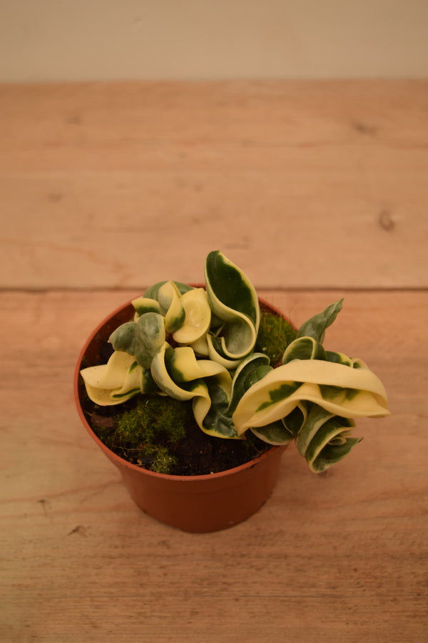 Hoya carnosa 'Compacta Variegata'