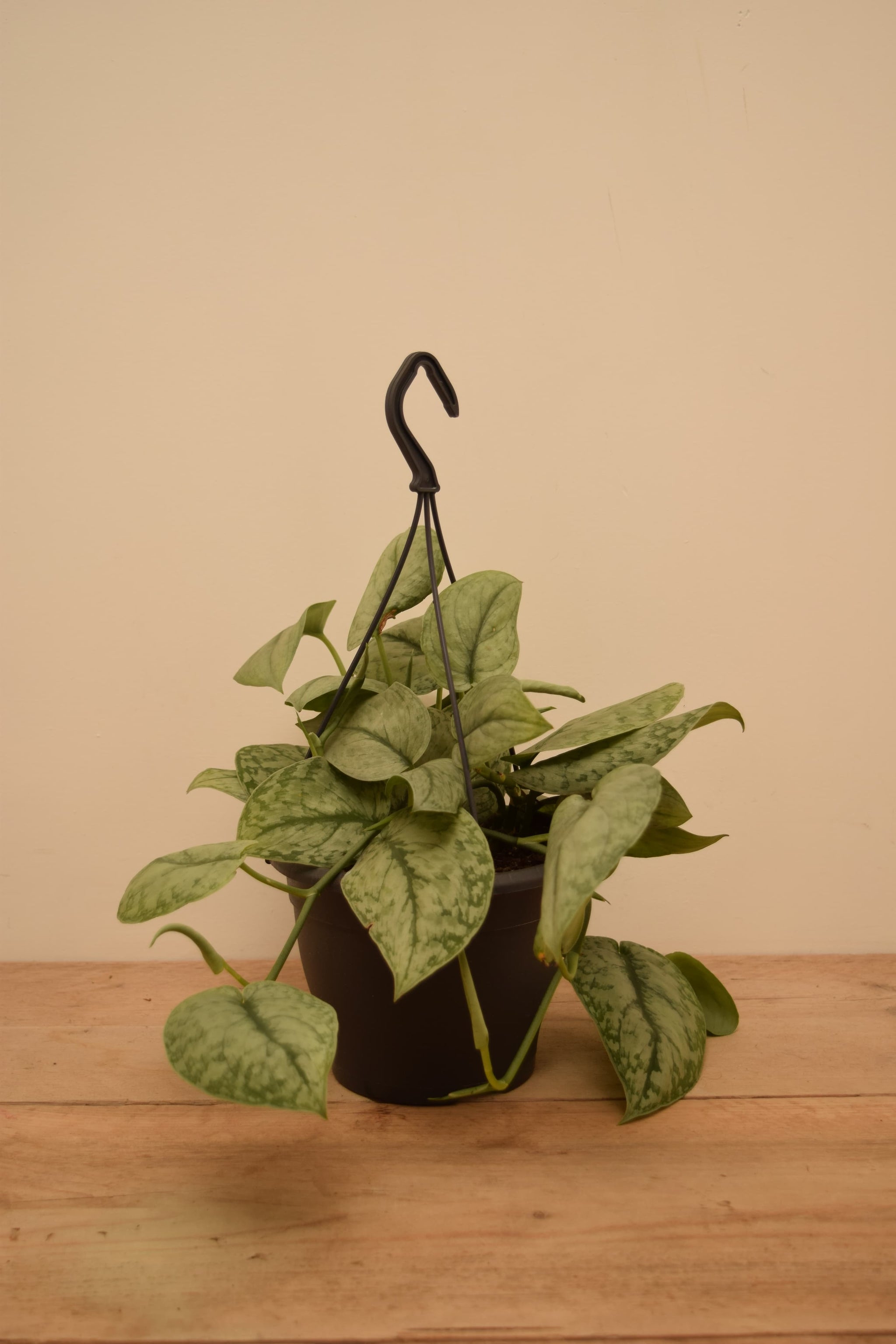 Scindapsus pictus 'Silver Splash'