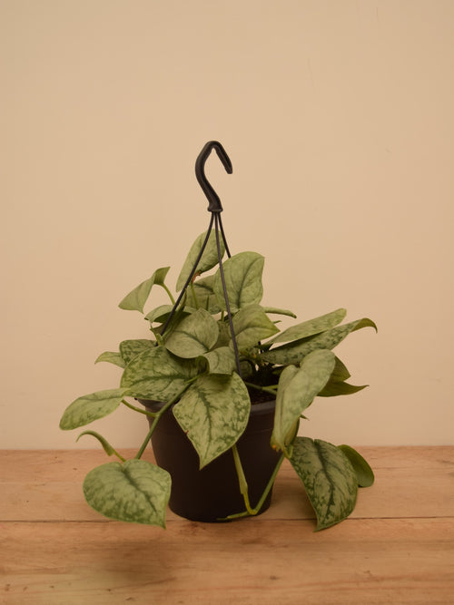 Scindapsus pictus 'Silver Splash'