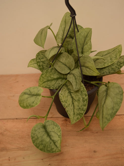 Scindapsus pictus 'Silver Splash'