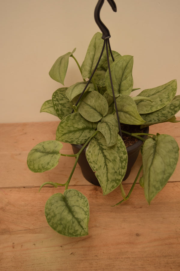 Scindapsus pictus 'Silver Splash'