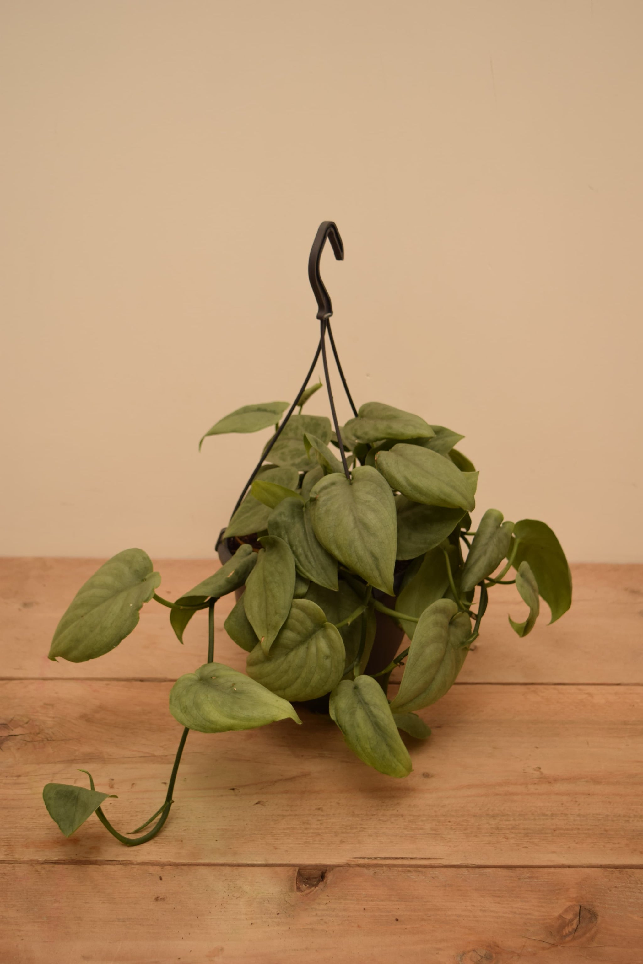 Scindapsus pictus 'Silver Tattoo'