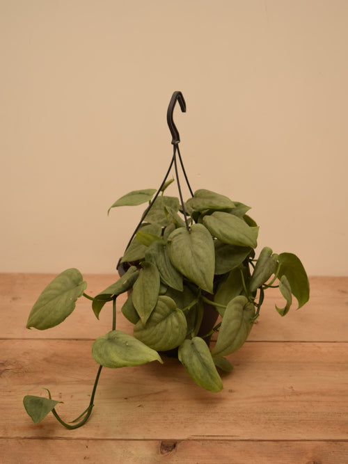 Scindapsus pictus 'Silver Tattoo'