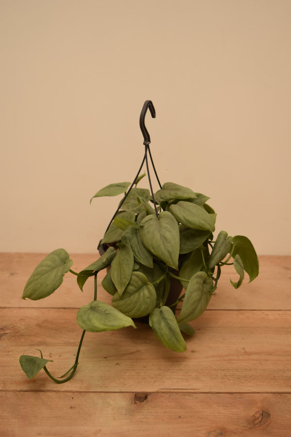 hanging plant tattoo Scindapsus pictus 'Silver Tattoo'