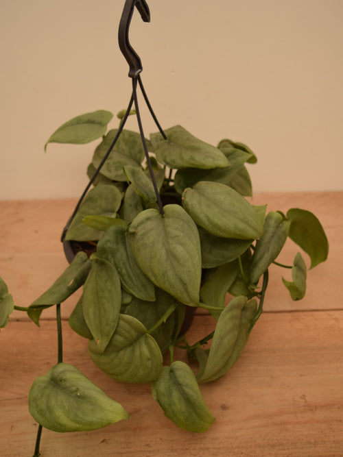 Scindapsus pictus 'Silver Tattoo'