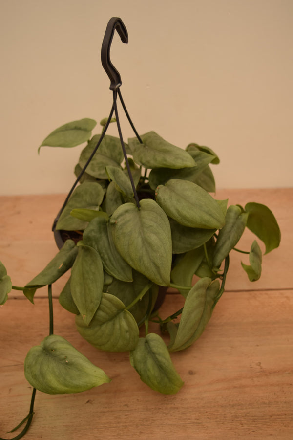 Scindapsus pictus 'Silver Tattoo'