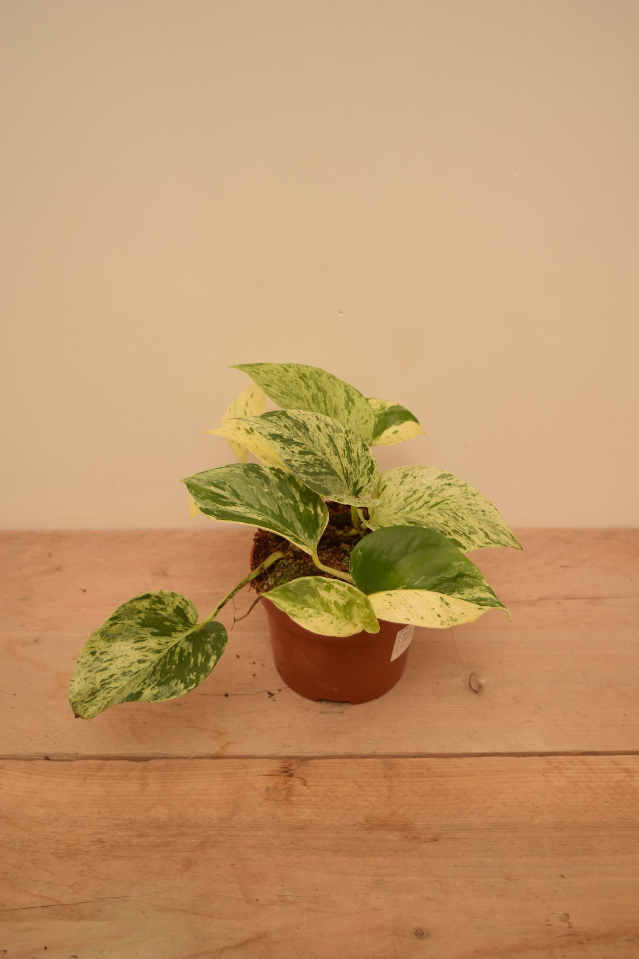 Epipremnum aureum 'Snow Leopard'