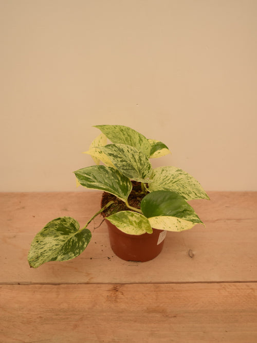 Epipremnum aureum 'Snow Leopard'