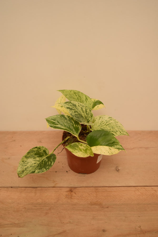 Epipremnum aureum 'Snow Leopard'