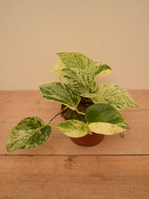 Epipremnum aureum 'Snow Leopard'