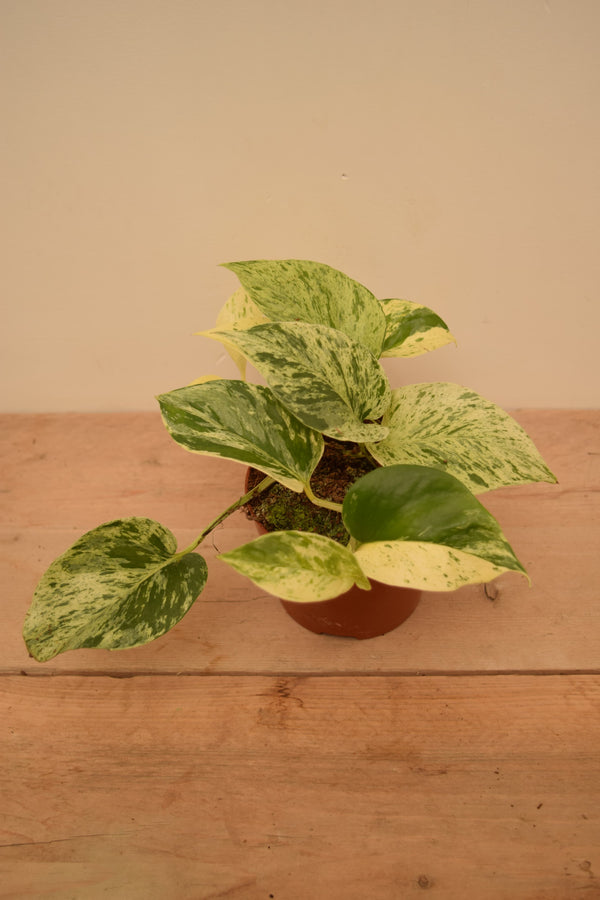 Epipremnum aureum 'Snow Leopard'
