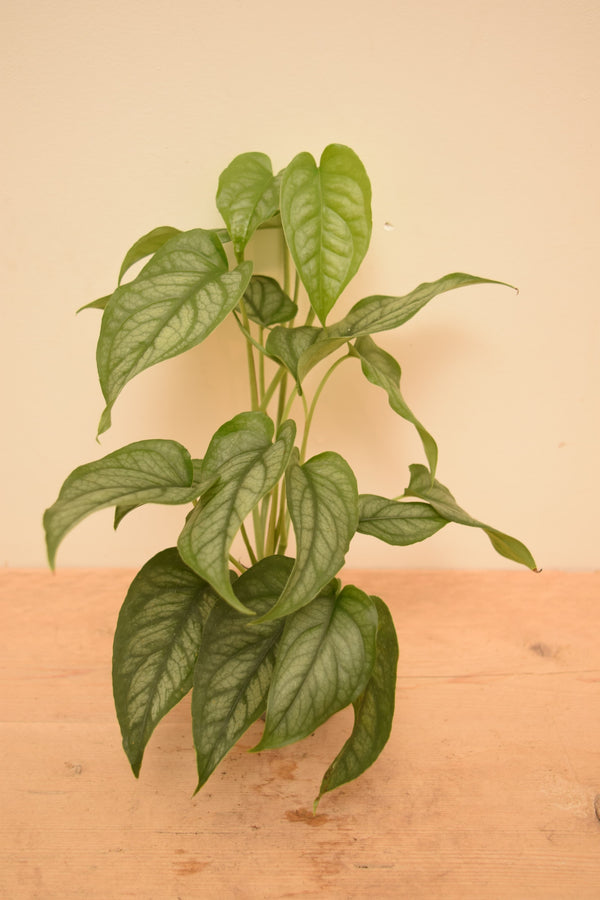 Monstera siltepecana