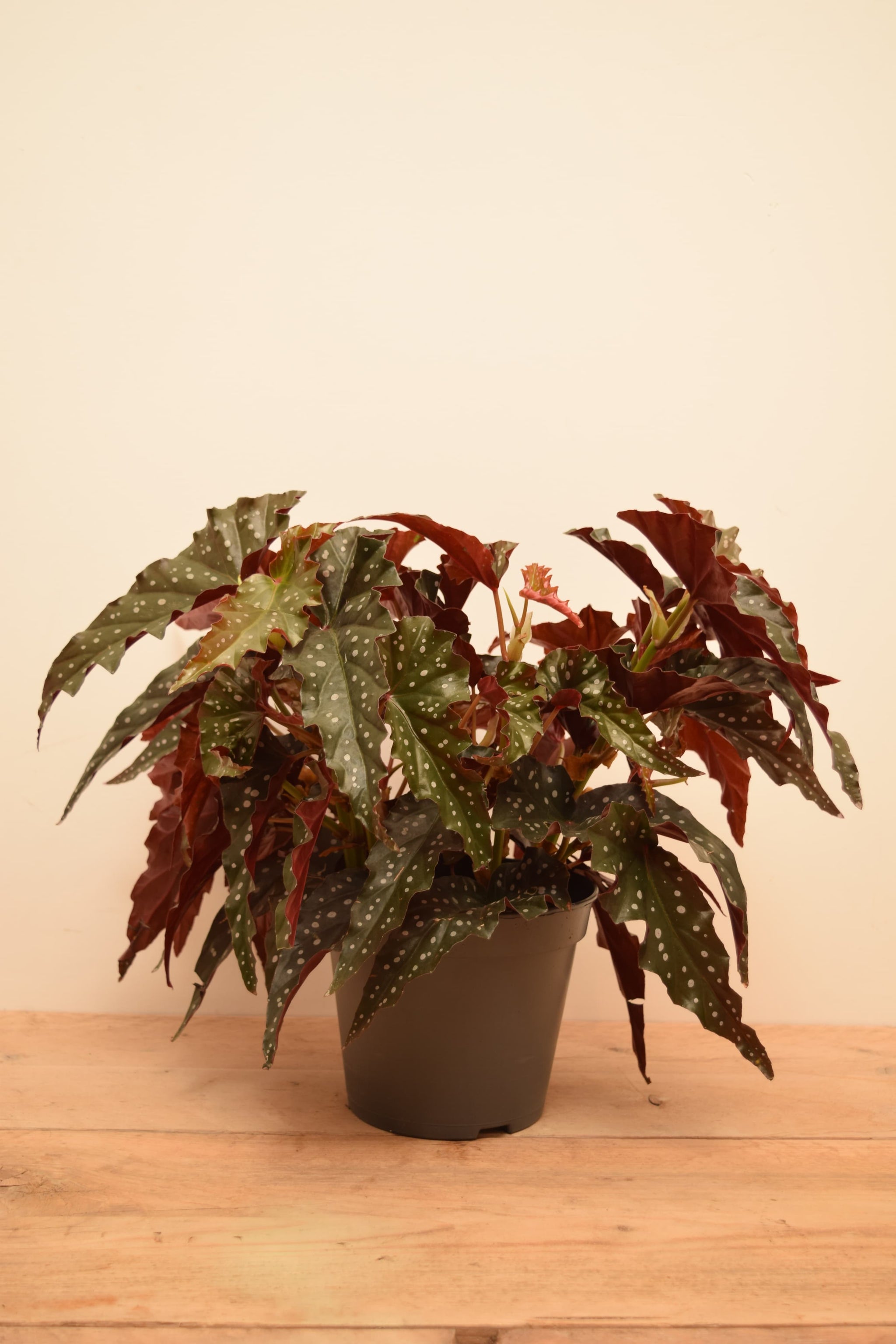 Begonia maculata 'Wightii Black Forest'
