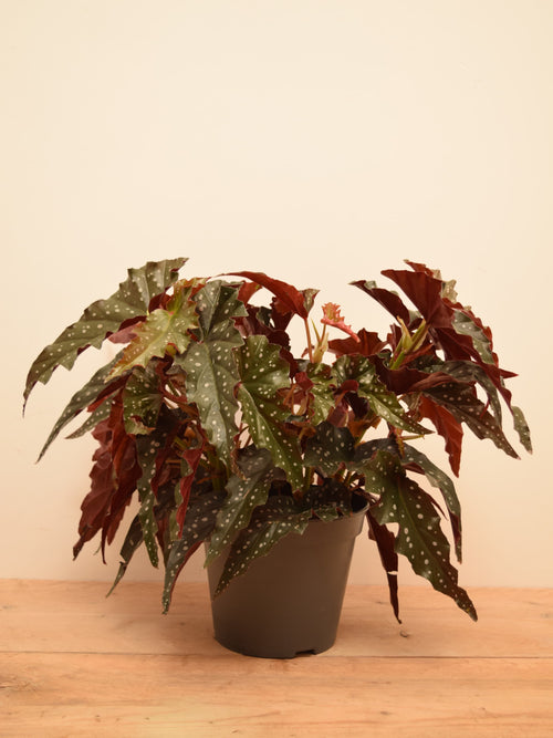 Begonia maculata 'Wightii Black Forest'