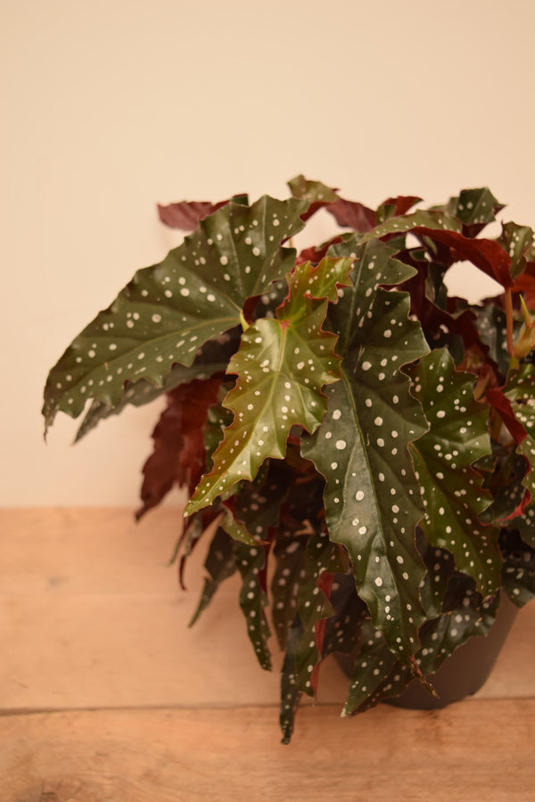 Begonia maculata 'Wightii Black Forest'