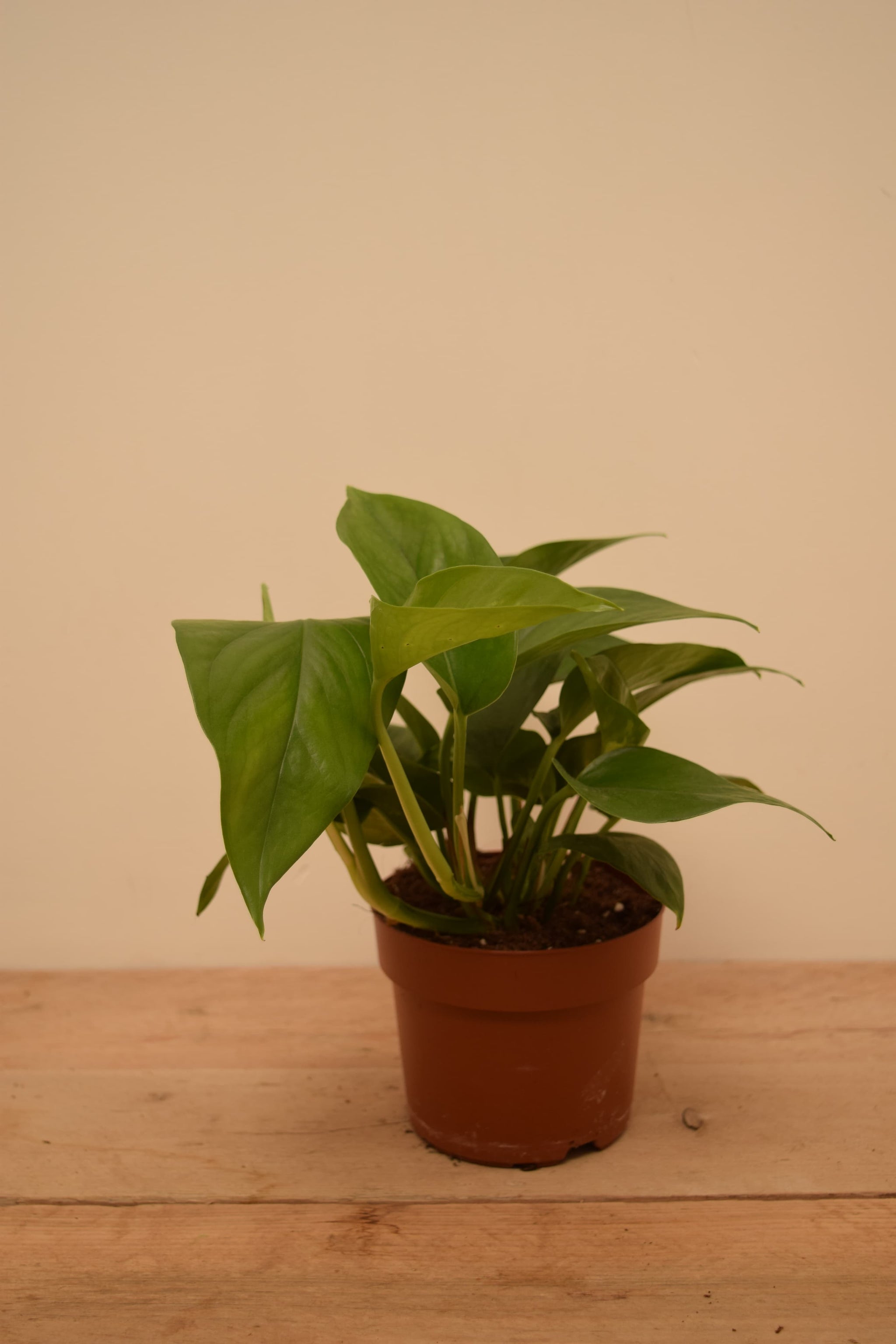 epipremnum aureum jade pothos Epipremnum aureum 'Jade'