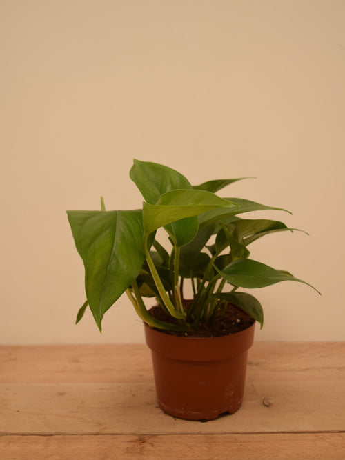 Epipremnum aureum 'Jade'