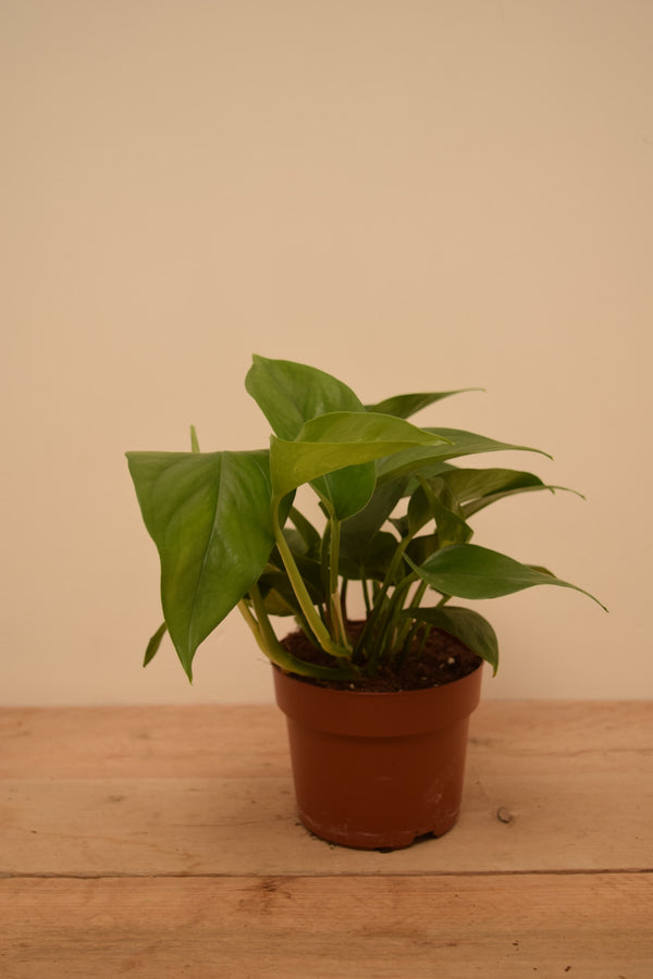 Epipremnum aureum 'Jade'