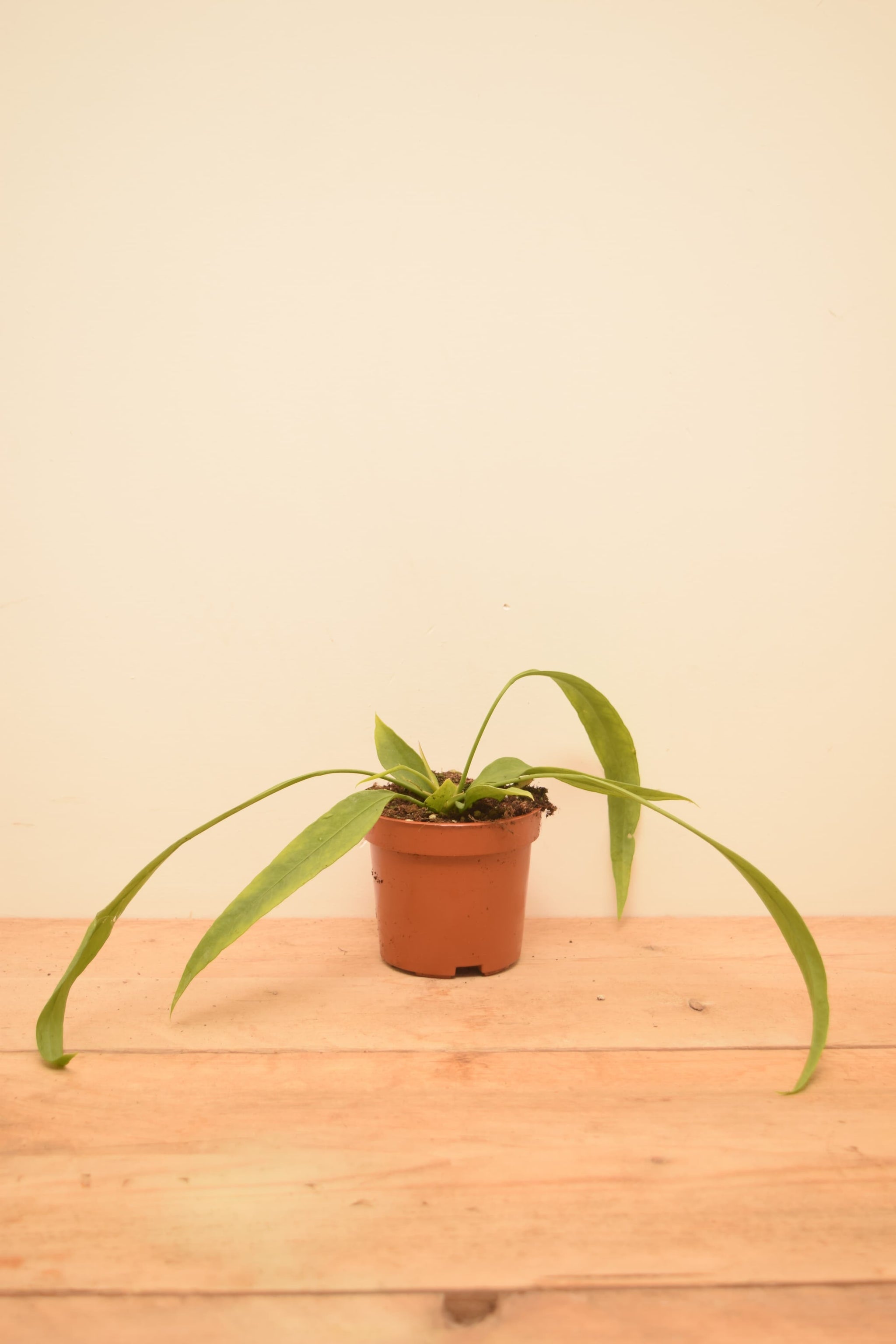 Anthurium vittarifolium