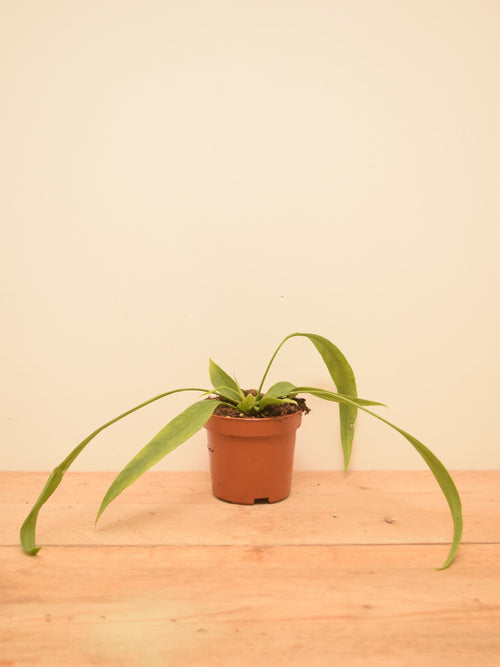 Anthurium vittarifolium